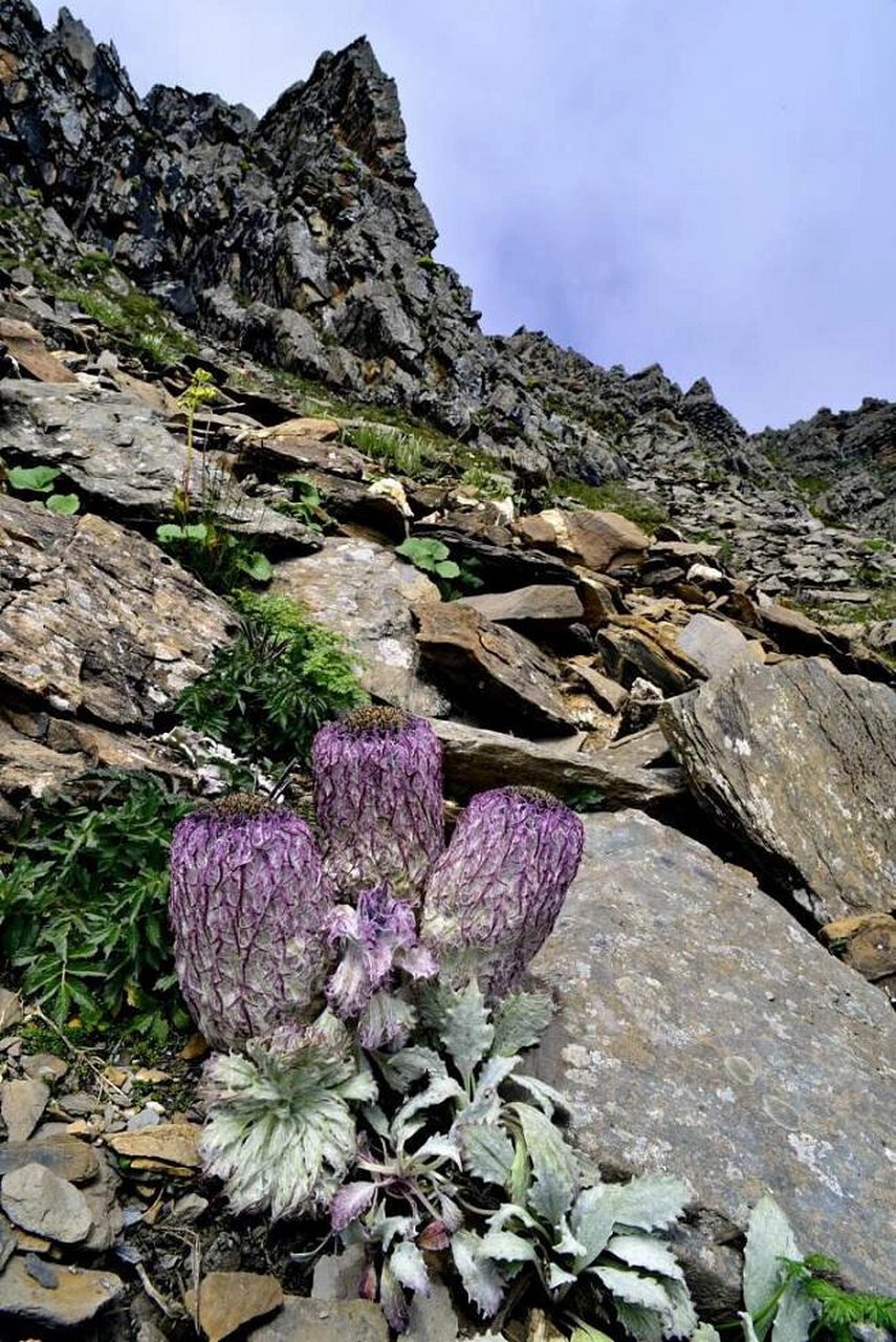 到四姑娘山寻找"水母雪兔子"吧  92水母雪兔子是一种奇特可爱的高山