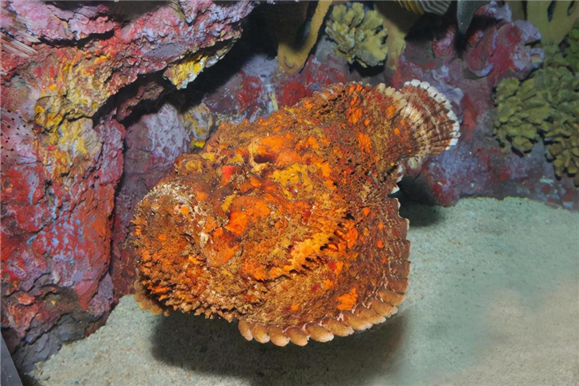 毒鮋,是一种暖水性底层鱼类,隶属于硬骨鱼纲鮋形目毒鮋科.