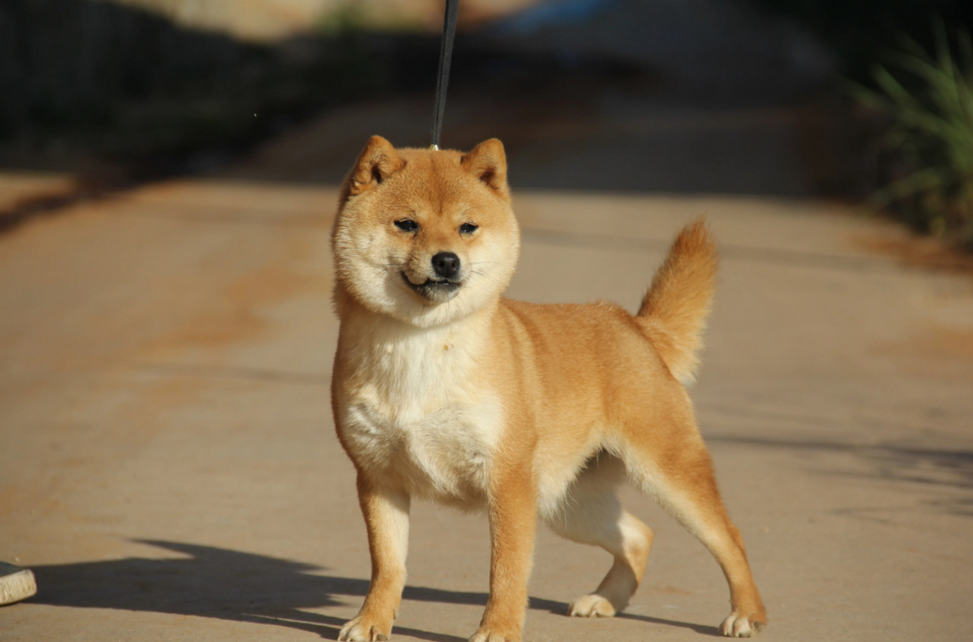 我的小宝是一只可爱的柴犬,平日里性格活泼,富有好奇心.