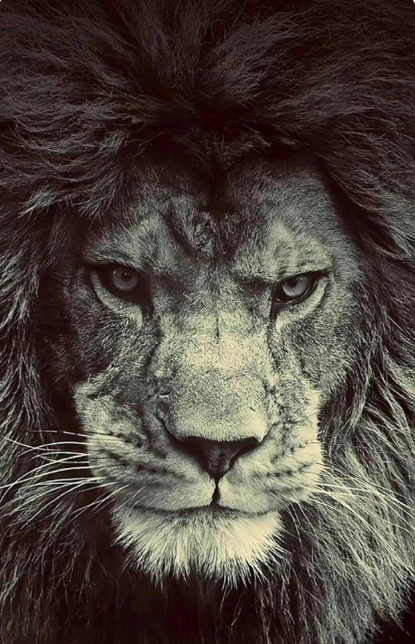 每天和野兽对视一分钟,你的眼神会更有力量.