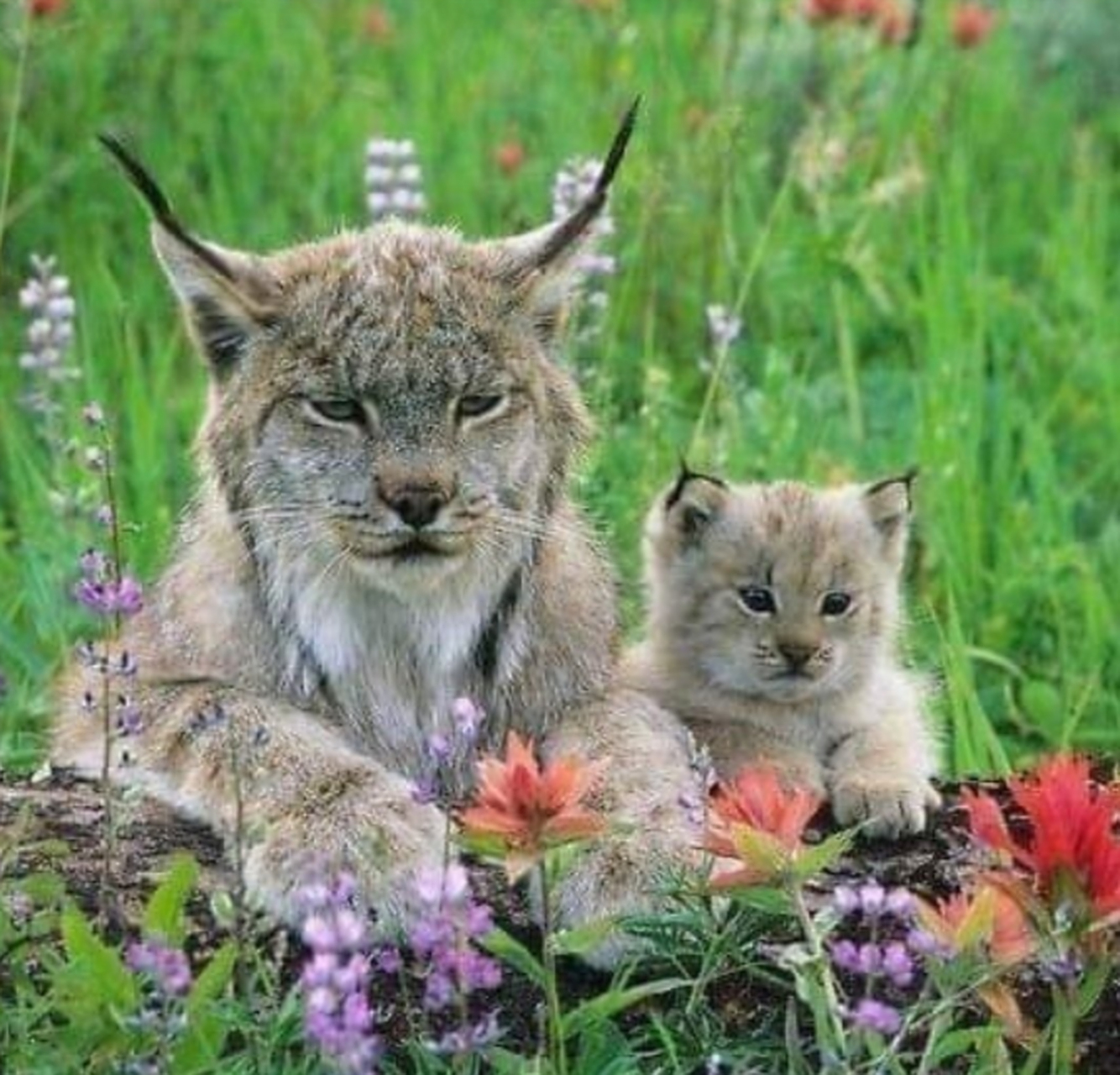 猞猁和宝宝,看着非常像猫咪,真是太可爱了!#百家号星火计划