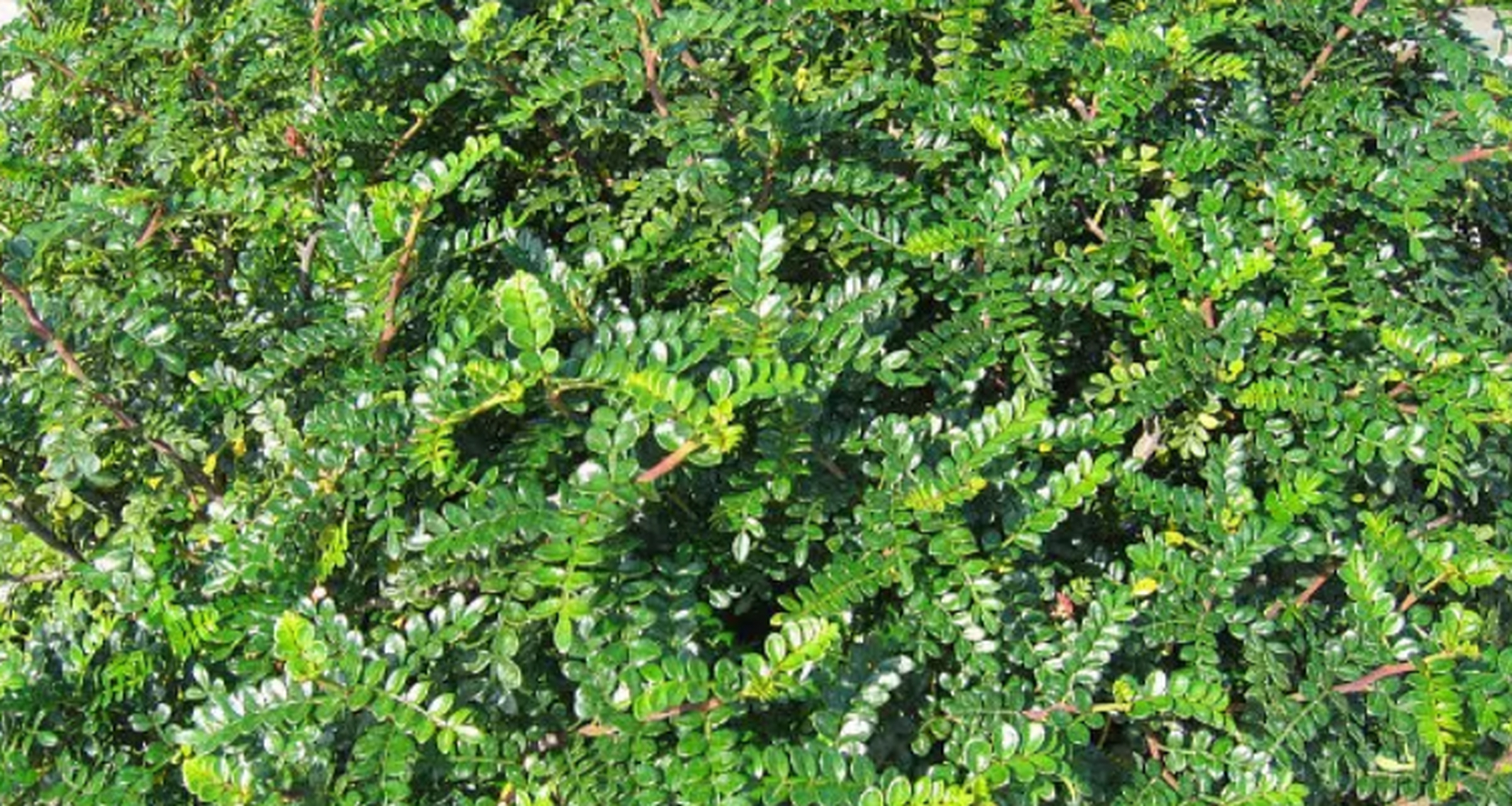 胡椒木放在室内养的危害  胡椒木是一种常见的室内观叶植物,具有美丽