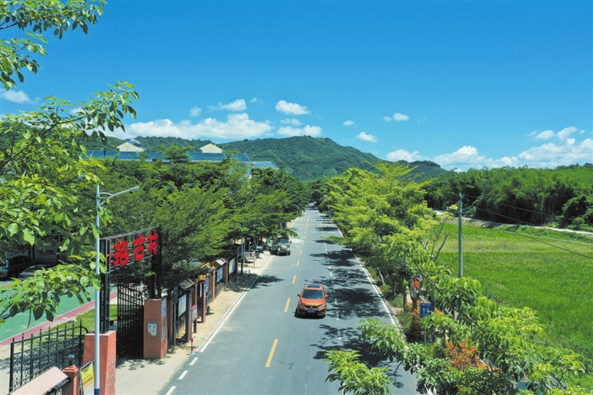 三亚美丽乡村,吉阳区中廖村几只头顶"皇冠"的大鹅走在整洁的村道上,与