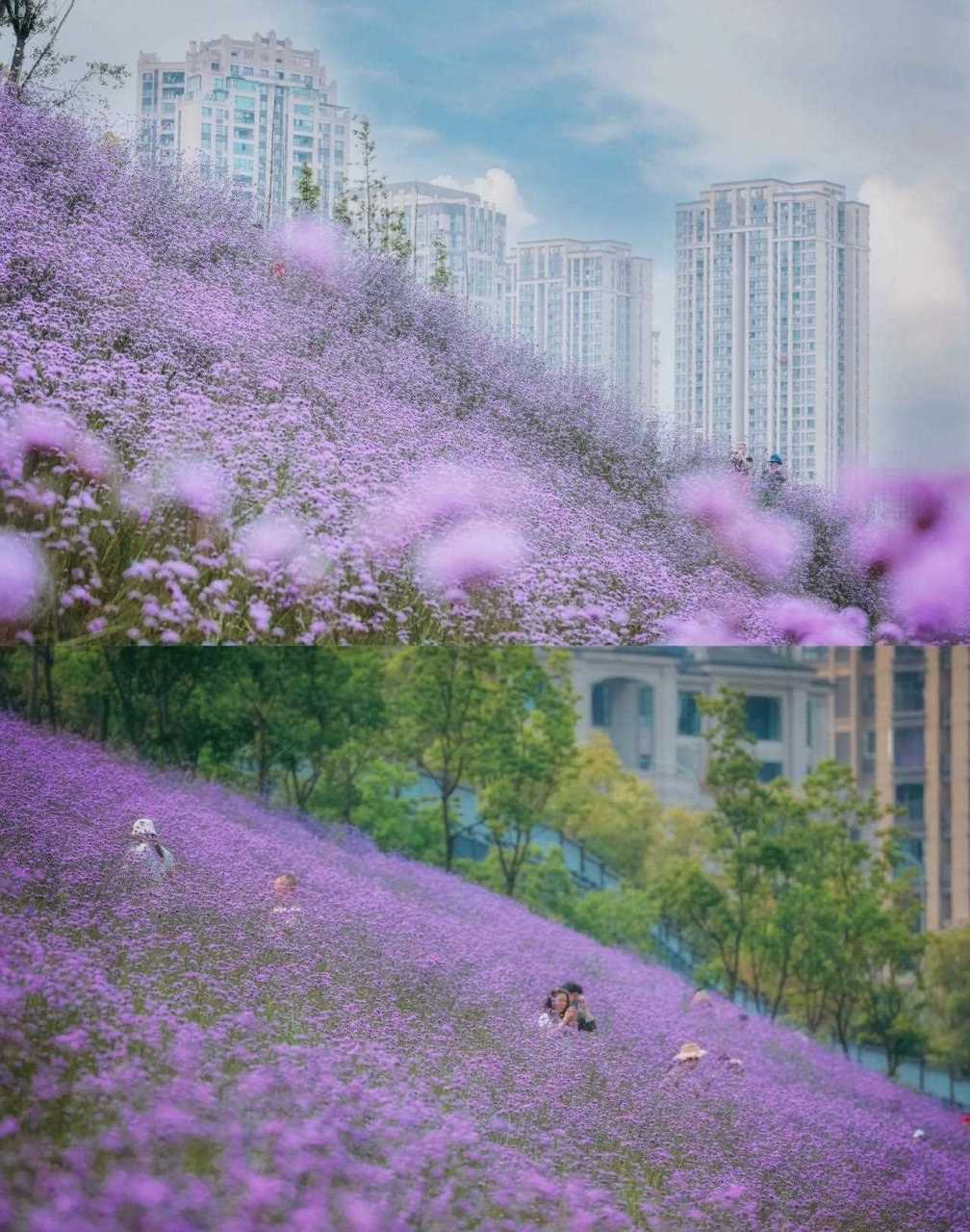 重庆市中最近的梦幻漫画马鞭草花海,花季正当时[发怒] 马鞭草拍照哪里