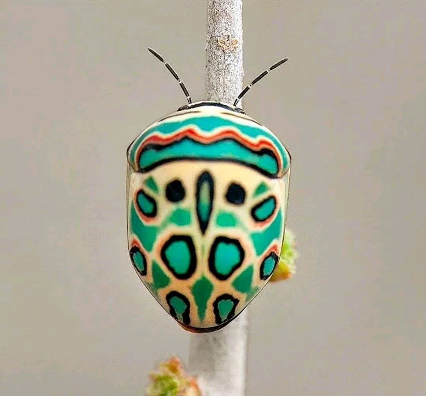 好漂亮的虫子,有人见过吗?[尬笑]