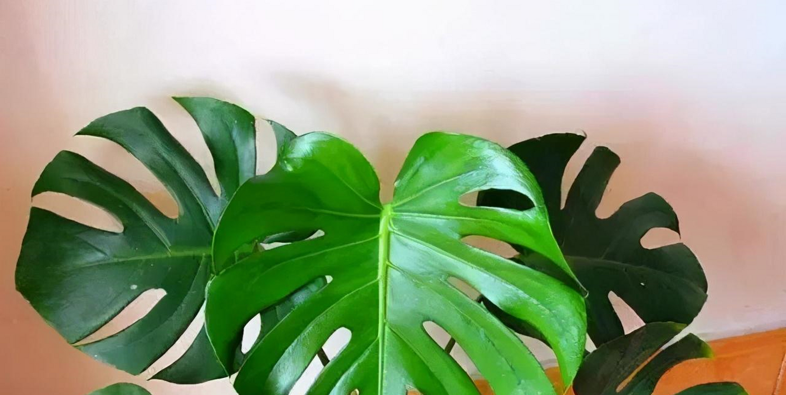 盆栽室内花卉租摆