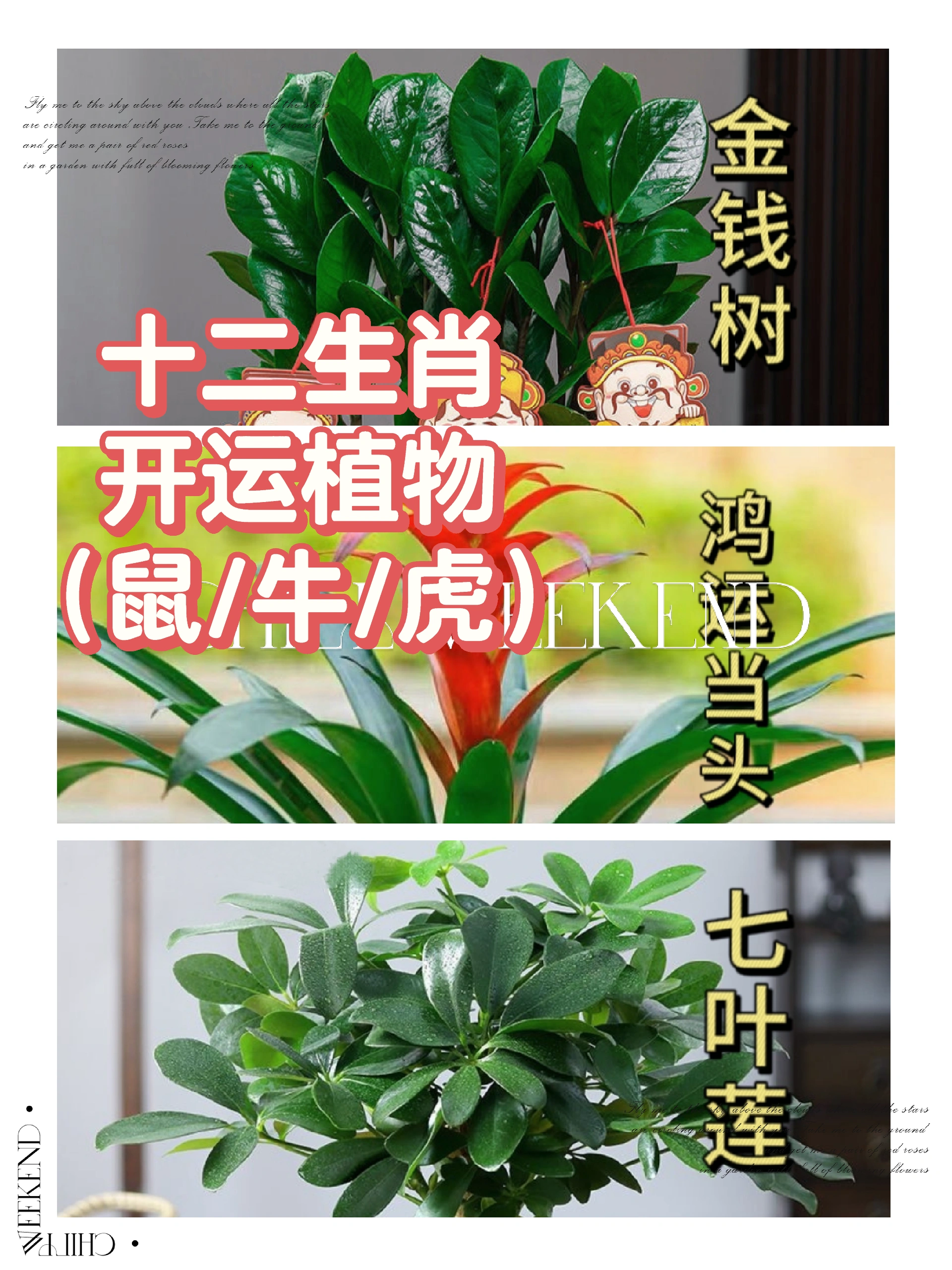 生肖鼠开运植物:金钱树 生肖牛开运植物:鸿运当头 生肖虎开运诛物