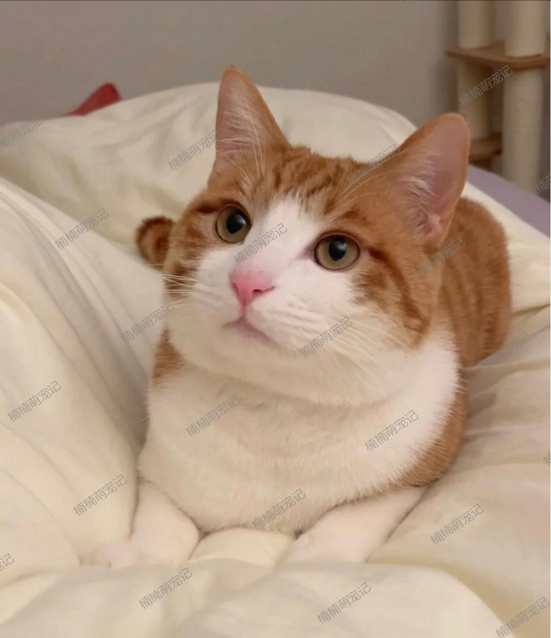 这只田园猫好可爱哦,眼睛还有双眼皮呢,简直是太漂亮啦!