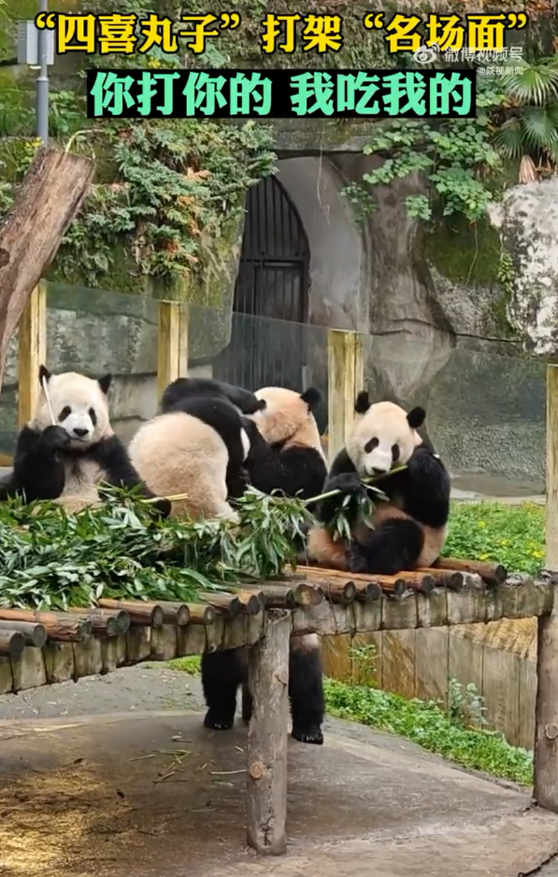 近日,有网友在重庆动物园拍到大熊猫"四喜丸子"打架的"名场面",画面中