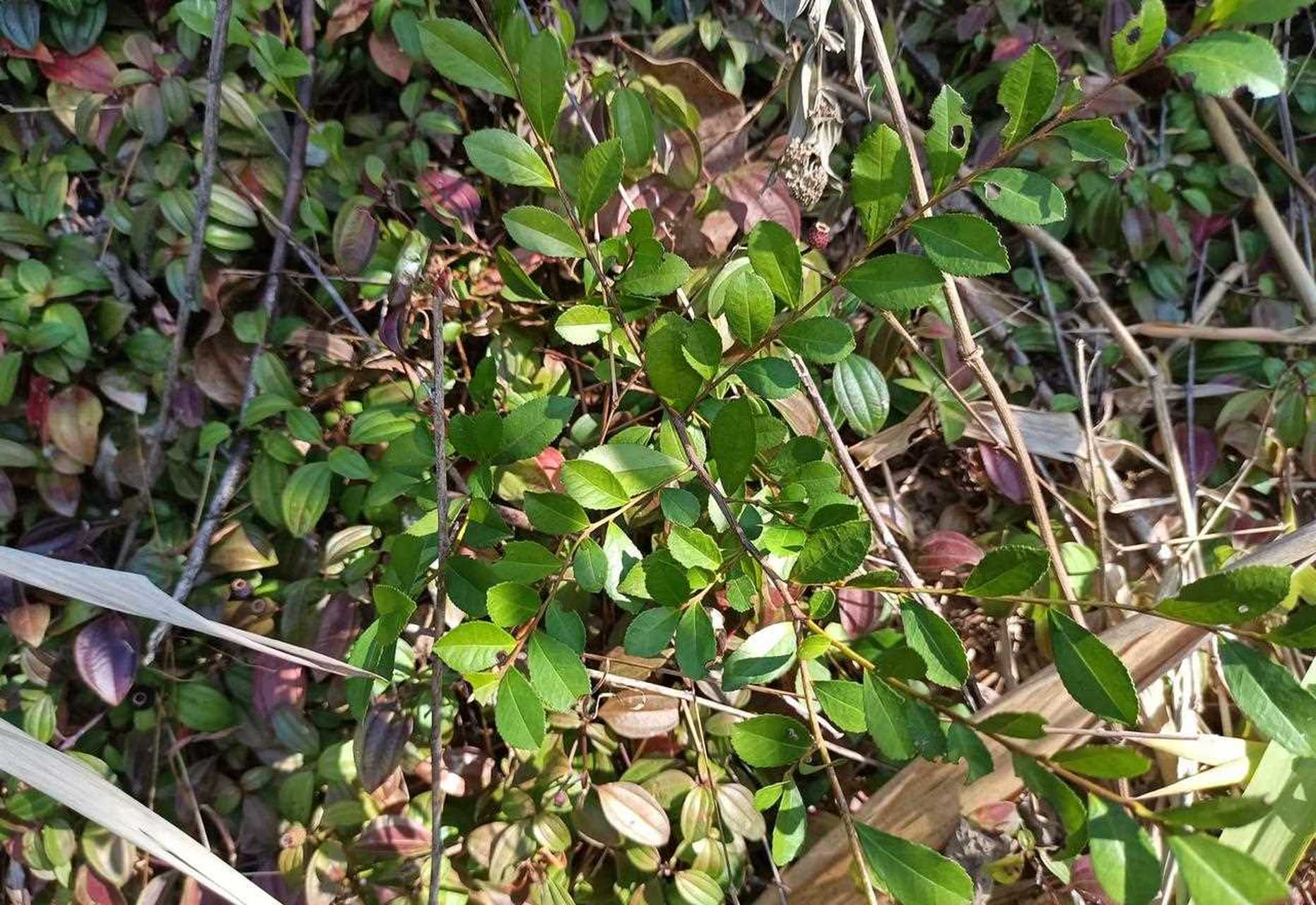 清远人爱吃的灰水糍,最全做法来了,赶紧学起来吧!灰水糍到底是什么?