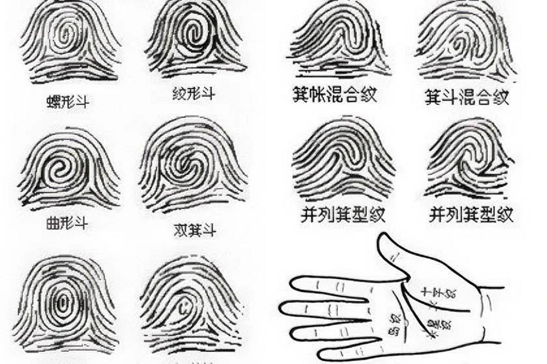 人的指纹的类型一般分为斗型,箕型和弓型三种.