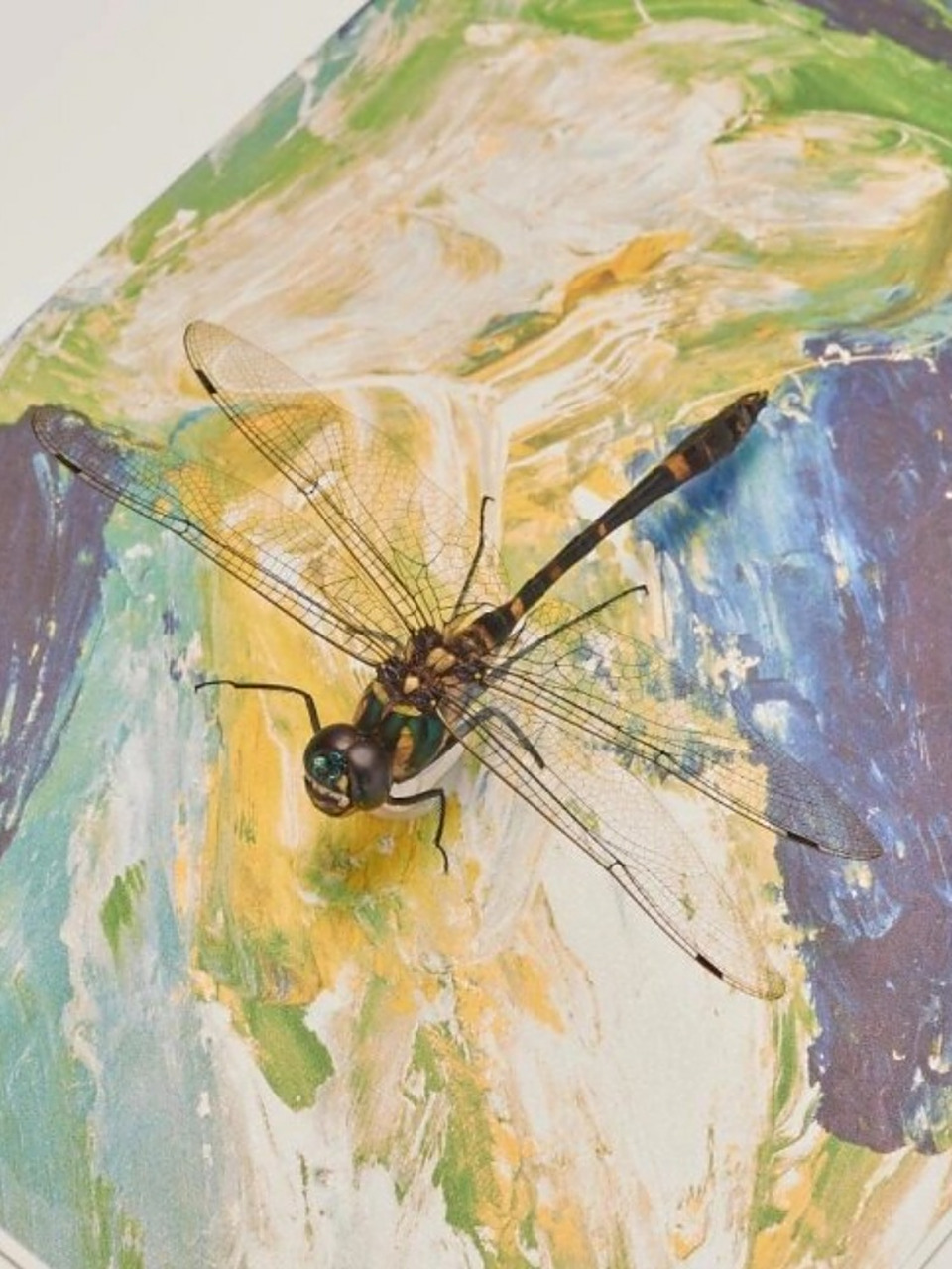 金属蓝滑翔机——闪蓝丽大伪蜻  闪蓝丽大伪蜻,以其独特的金属蓝色