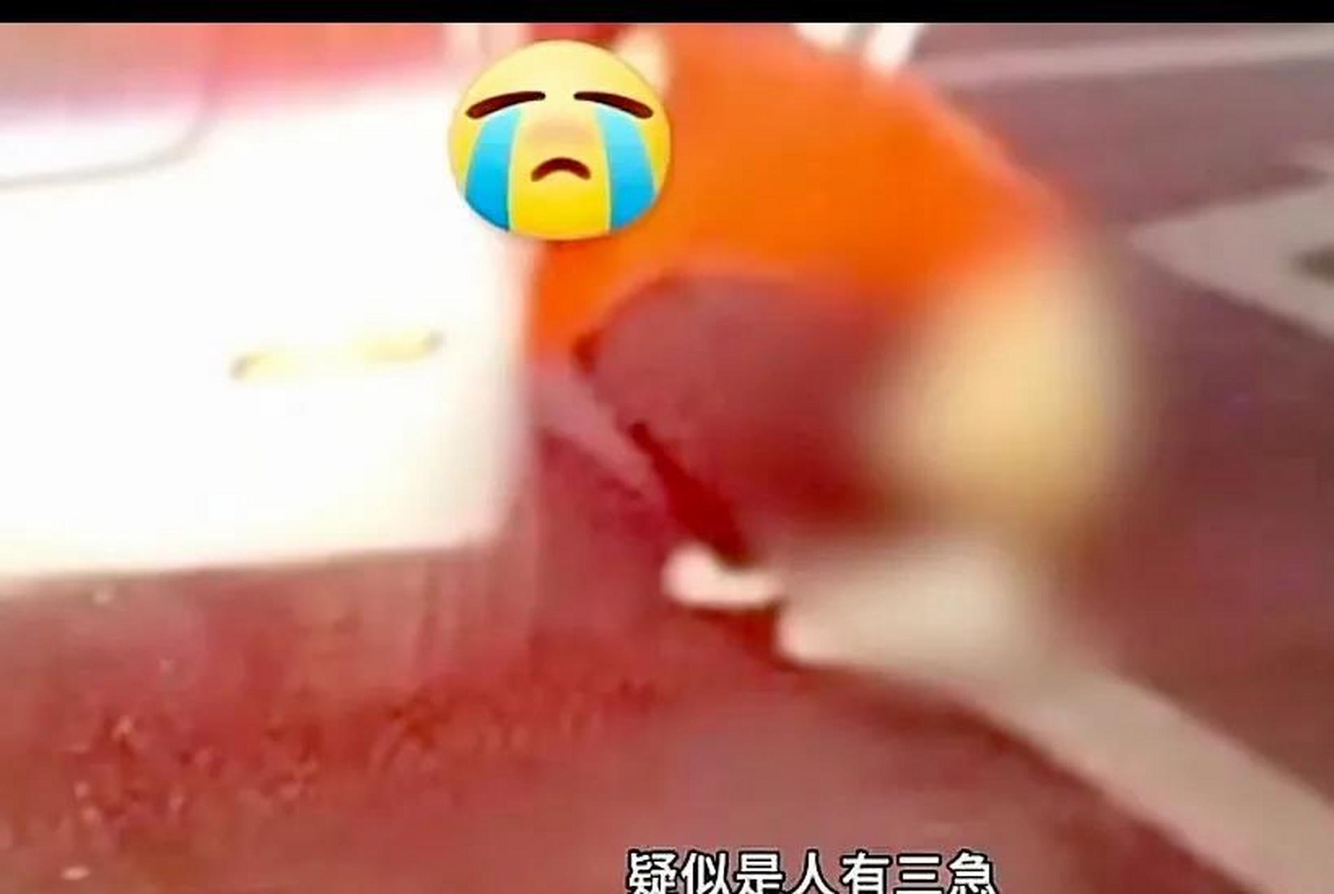 广东一女子当街在大马路上公开大便,咋没有一个女人出来指责了?