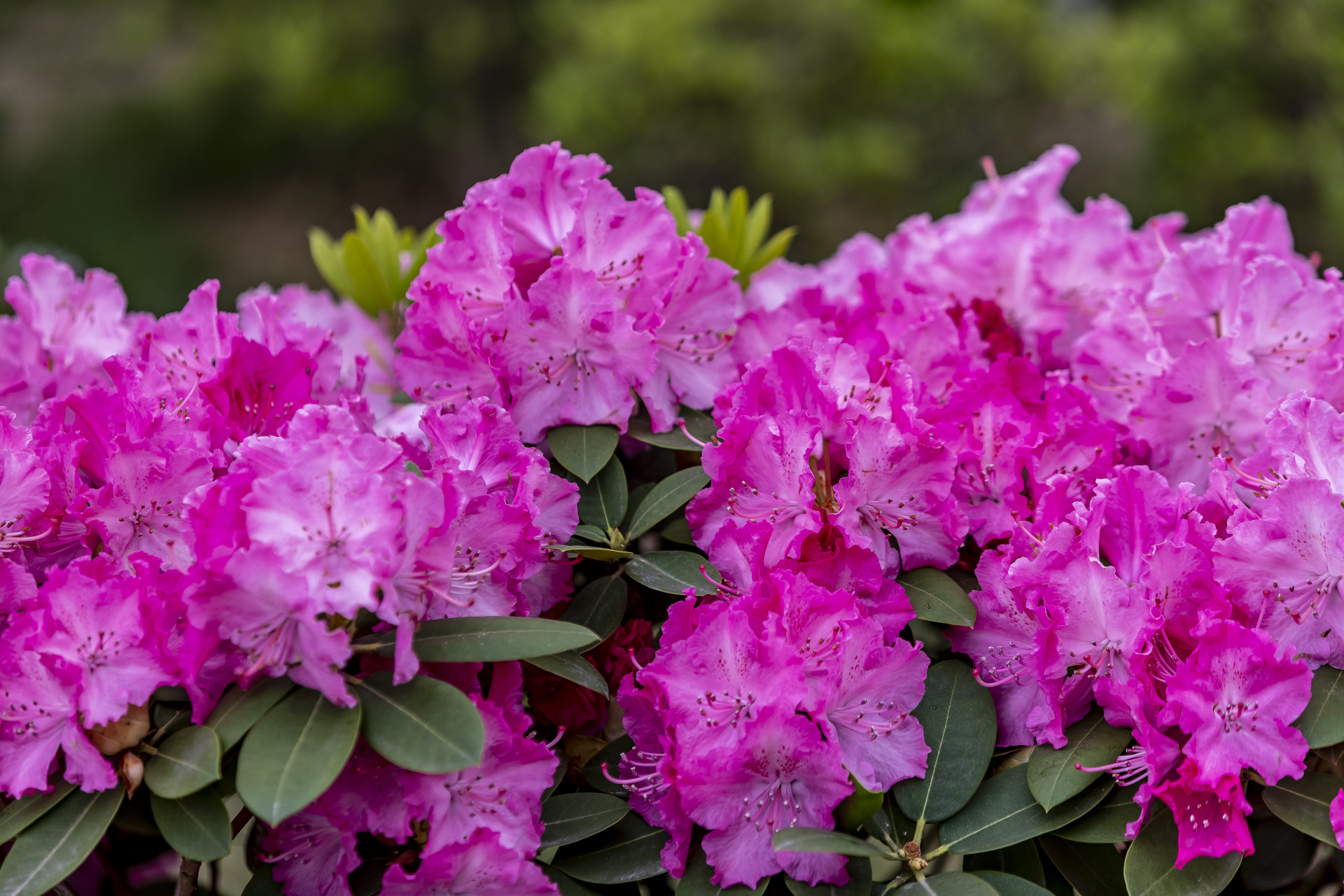 也在等你    五一小长假期间,专程来到日照"2023日照杜鹃花节"现场