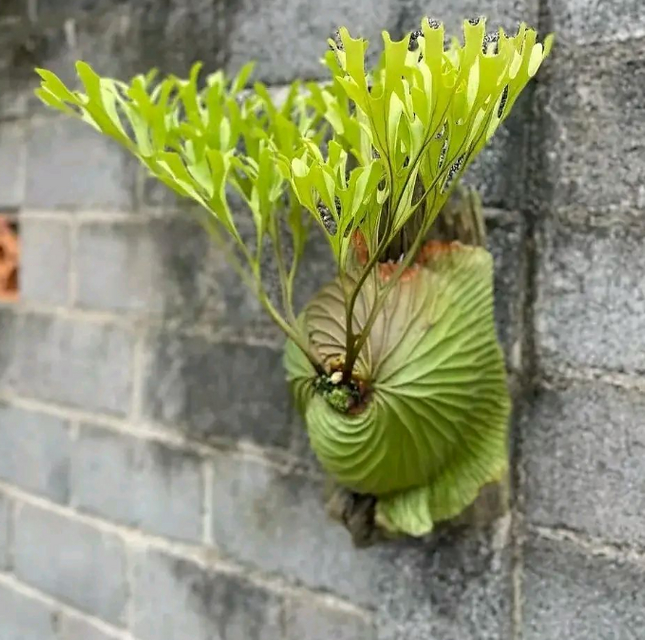 这是什么草,长在墙上