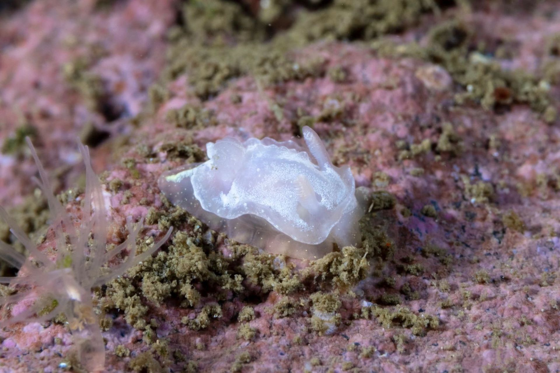 白纱海蛞蝓