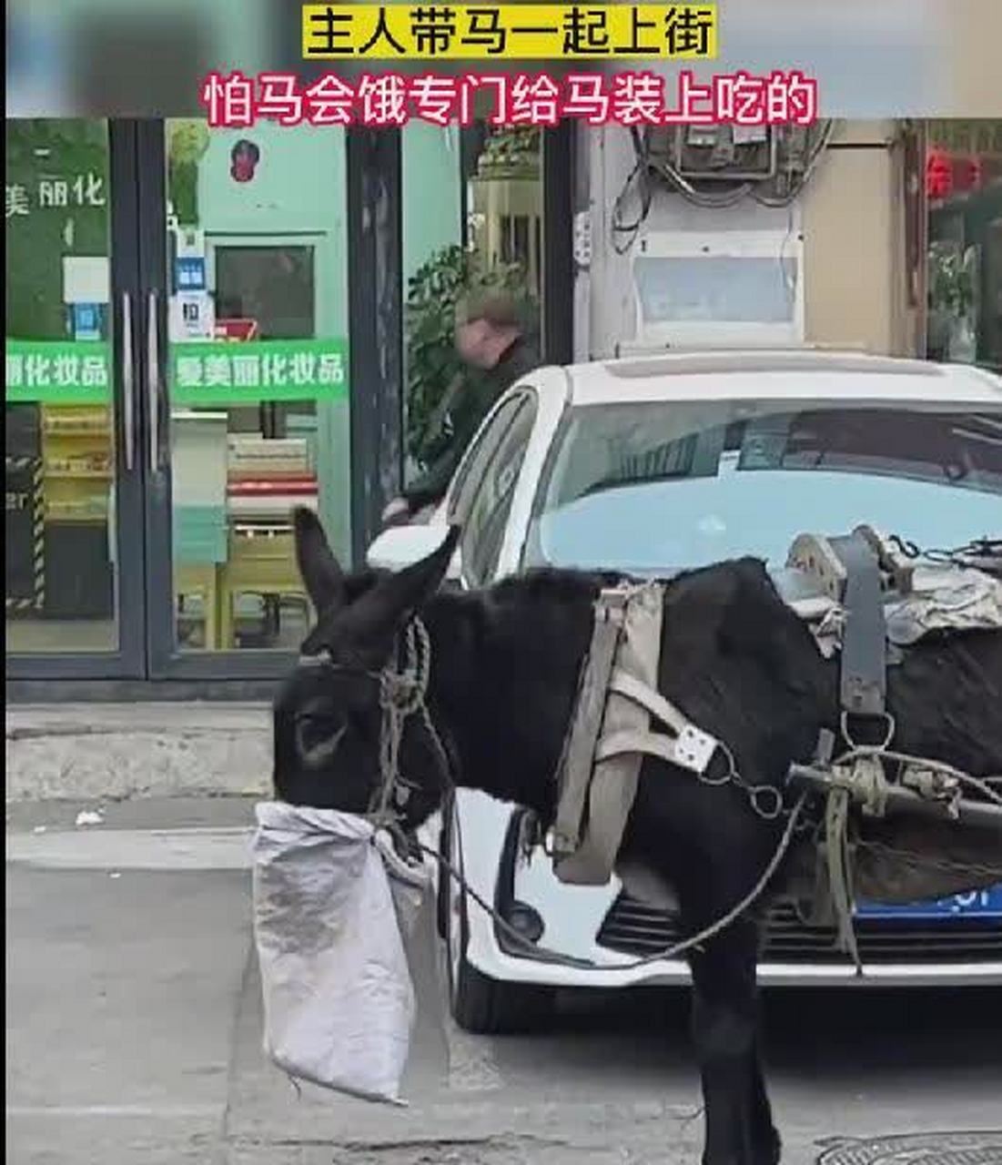 主人怕马饿了,为什么要把袋子套在驴嘴上呢?[抠鼻]