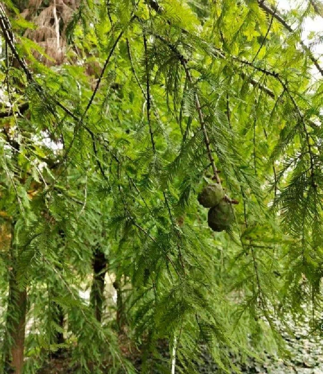 这树上长的是什么果子呀?能不能吃呢?