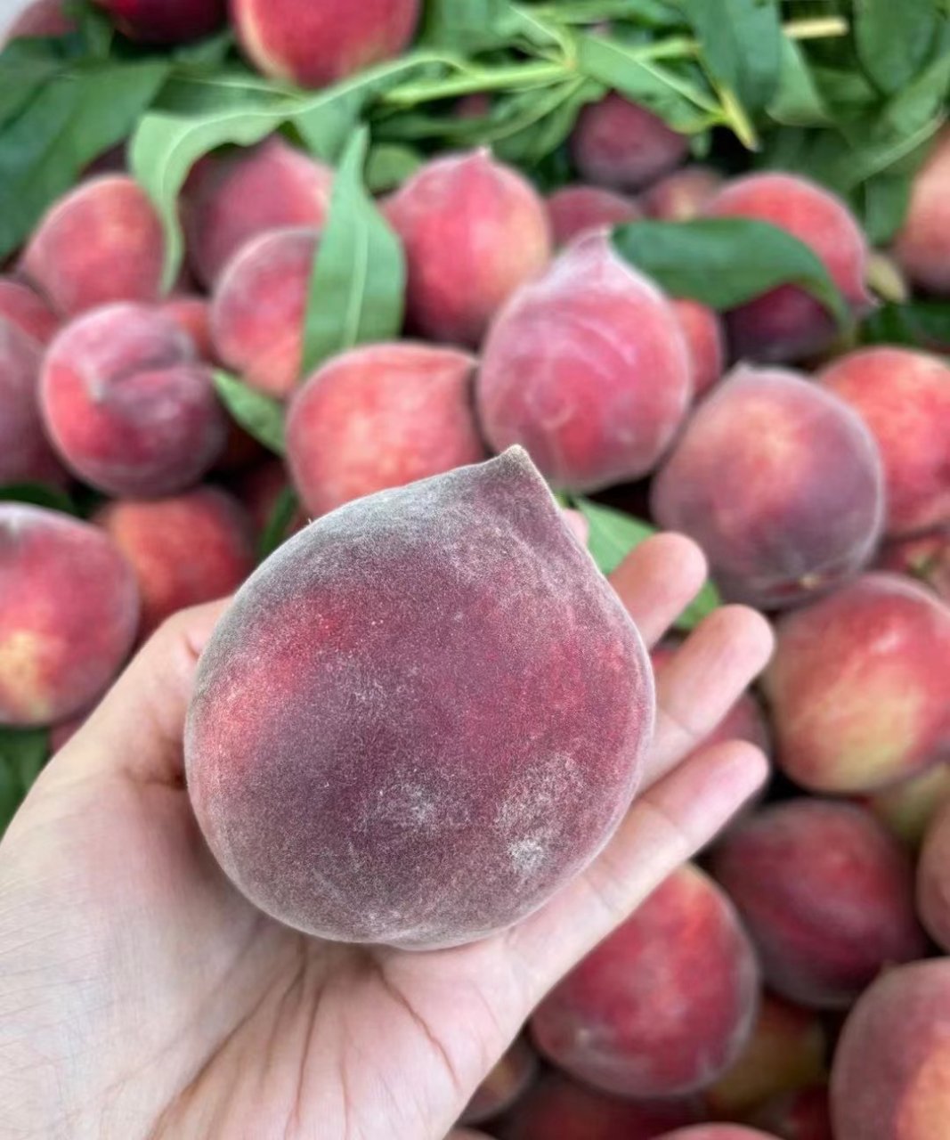 云南红宝石蜜桃 新鲜当季水果 生吃脆甜 熟吃爆汁价格:29.8元- 47.