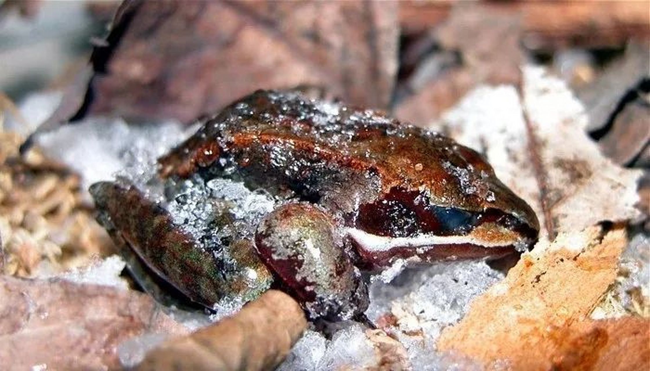 北美林蛙一年要冬眠7到8个月,在它们动眠的时候,会被冻成冰块,心脏