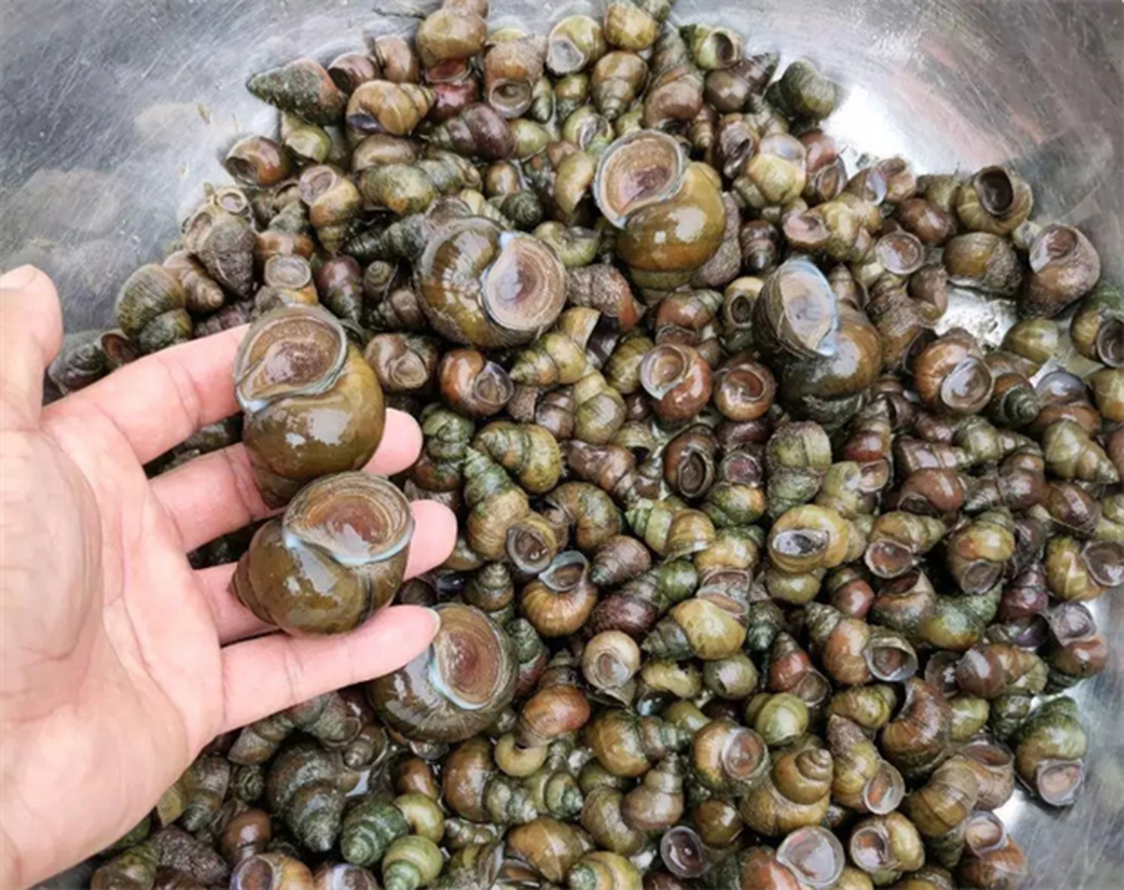 在小水沟捡的田螺,不知道能不能吃,会不会有毒?