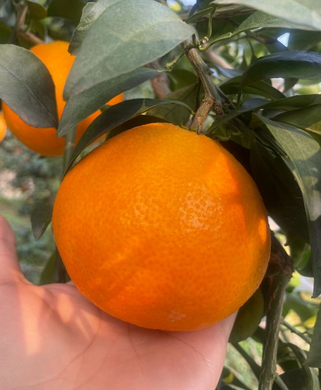 可以喝的橙子 【爱媛38号果冻橙】 爱媛38号,又名果冻橙,火爆全网的