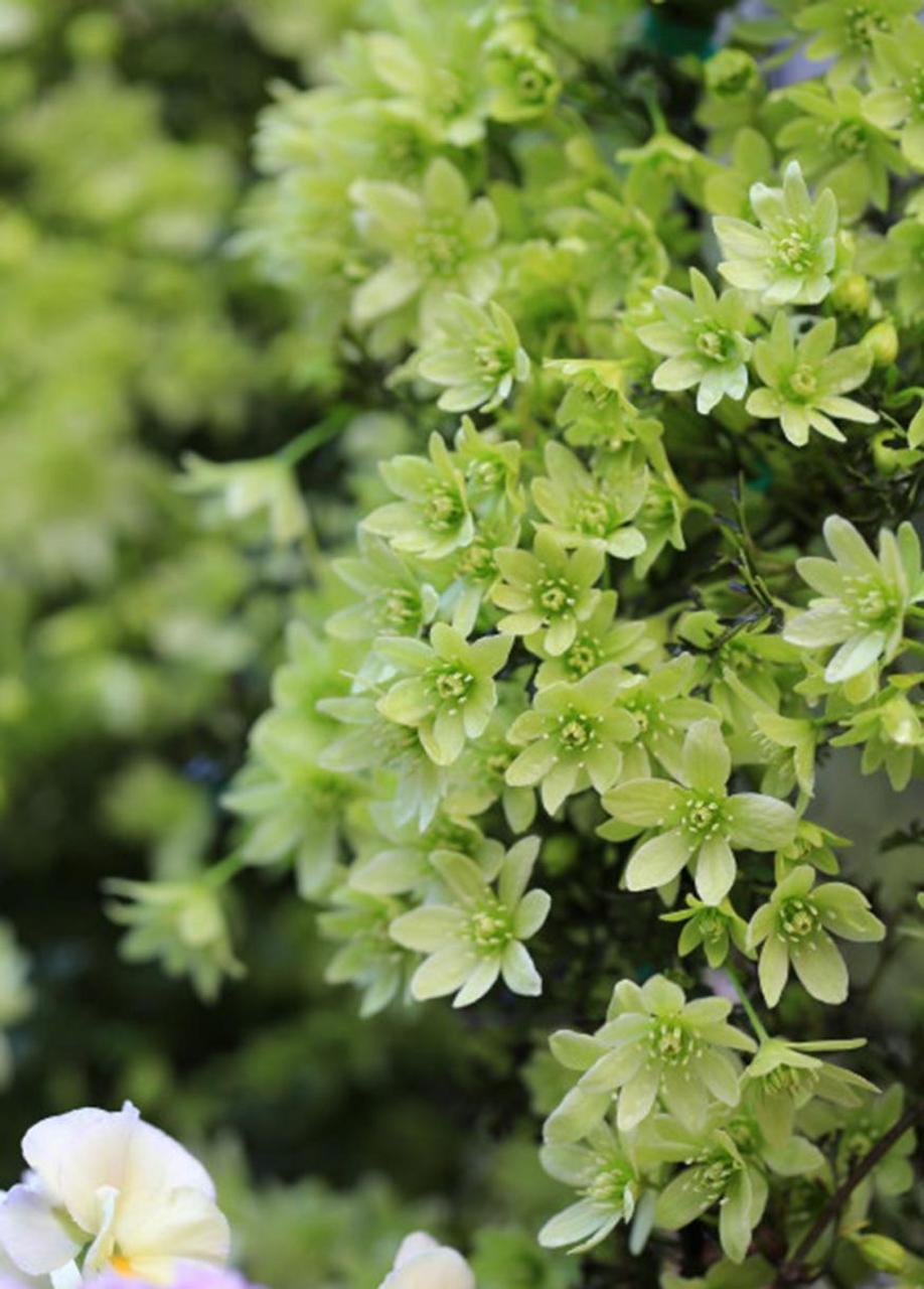 小精灵是一款有着淡淡兰花香味的常绿铁线莲.