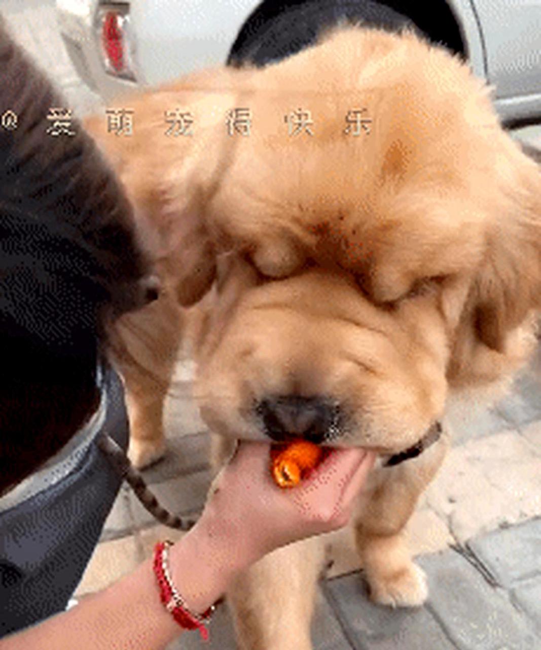 金毛和松狮杂交犬图片图片