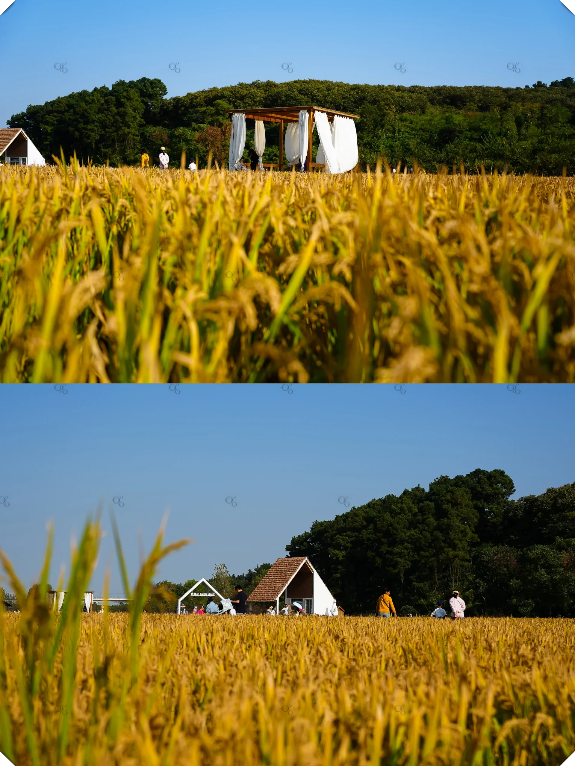 秋日童话稻田仙姑村等你来探索