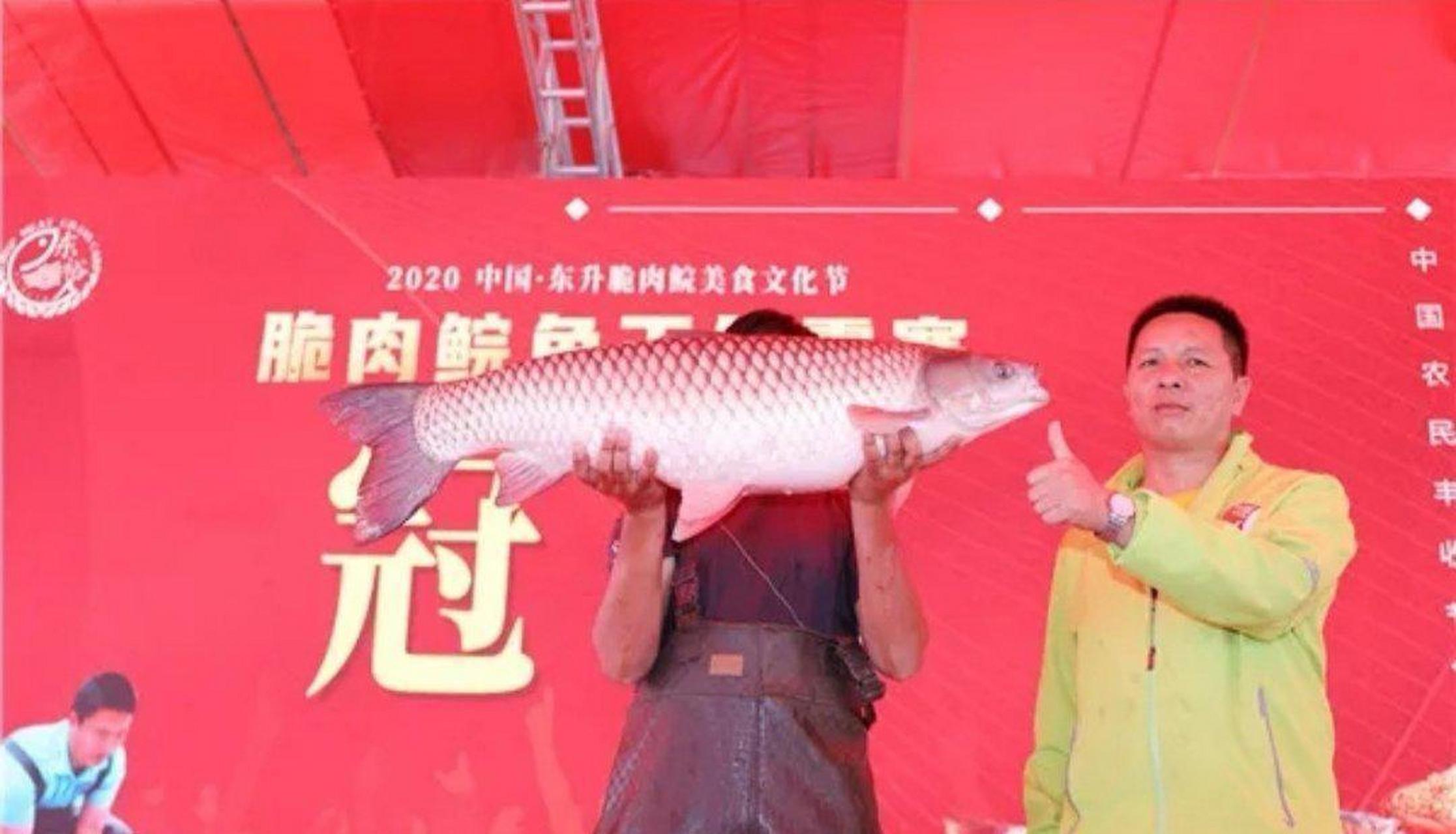 脆肉鲩鱼王争霸赛"在中山东升镇举行,中山市一位公司选送的一条鱼以
