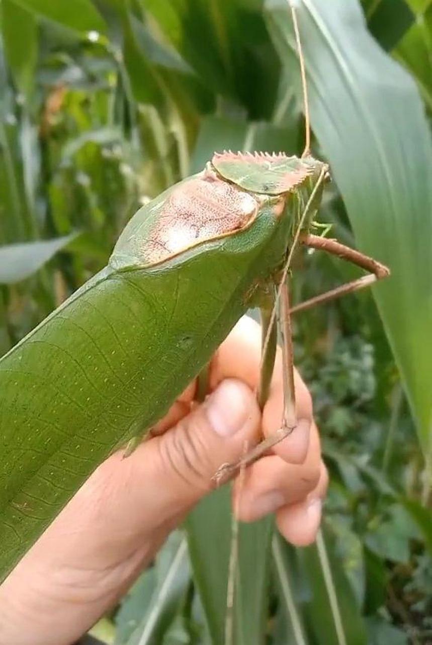 网友:第一次见到这么大的蚂蚱,一只估计就能吃饱了.