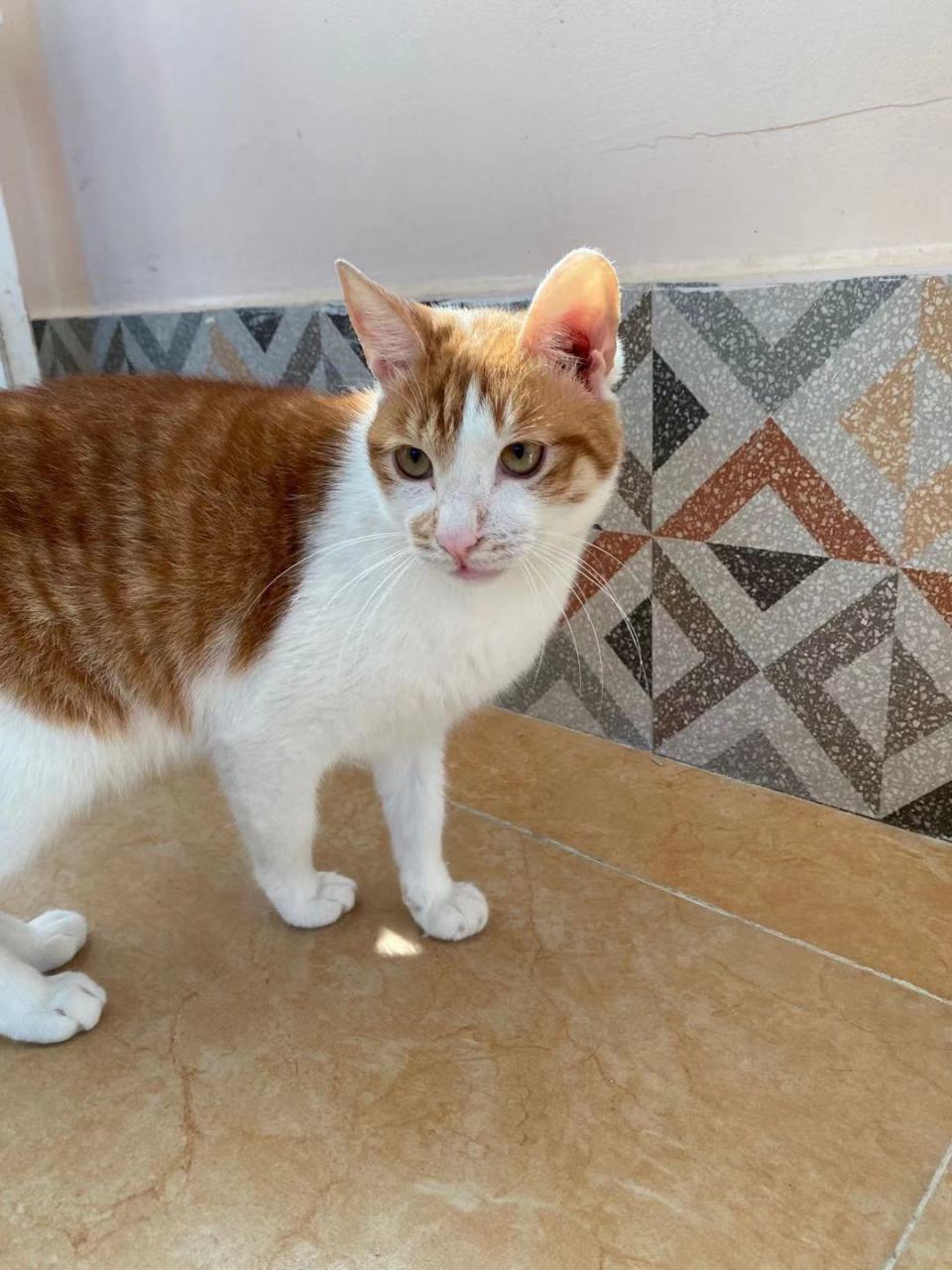 黄白橘猫找领养~ #潮新生报到# 宠物