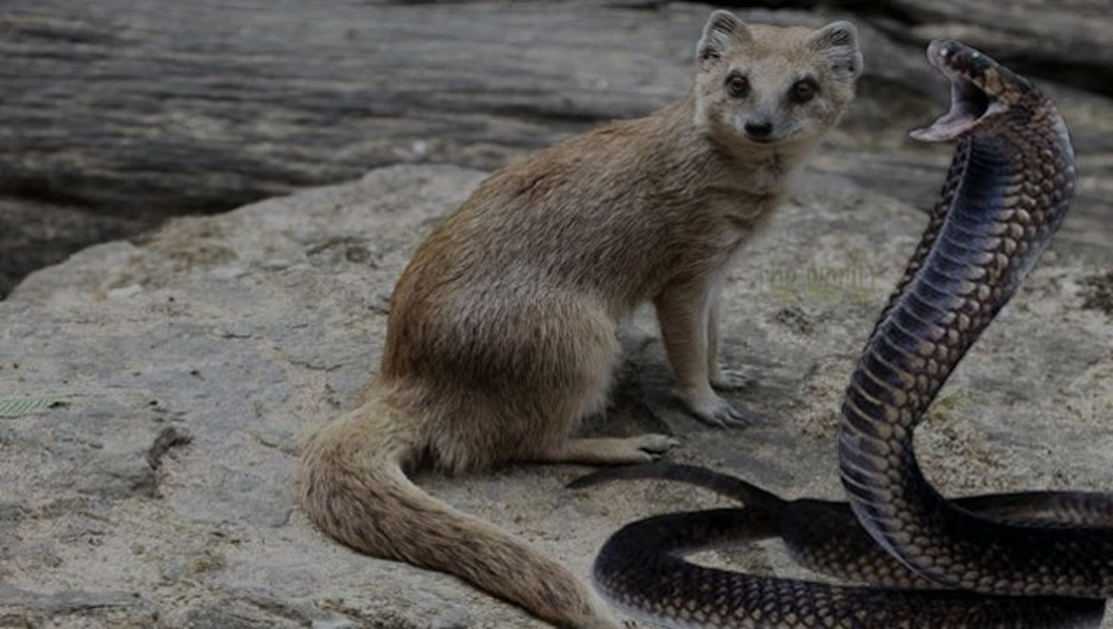 是一种什么样的动物? 蛇獴又叫蒙哥.它头小,嘴尖,尾巴长,全身长0.