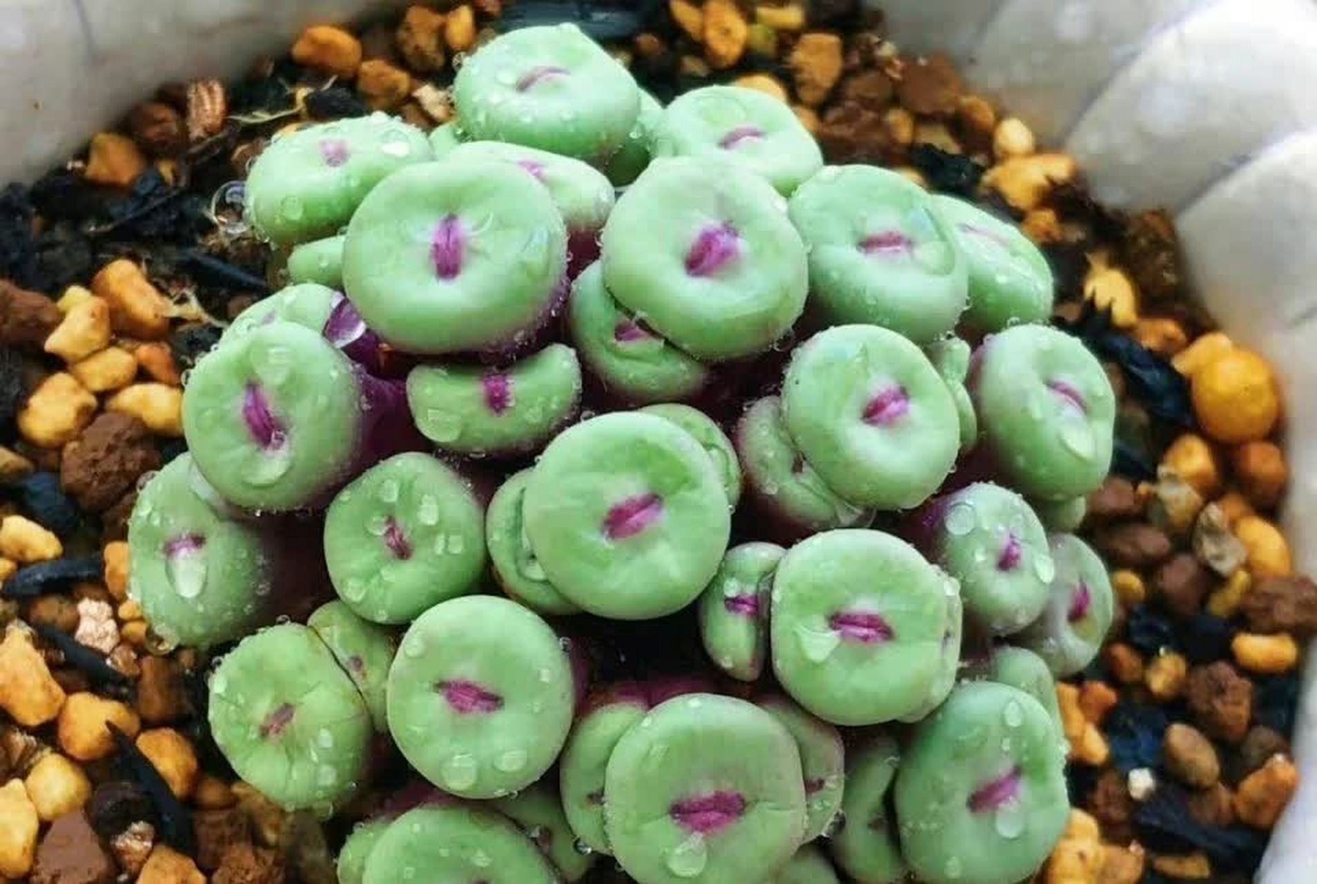 养了好久的多肉终于成功了,长出了美丽的"红唇"