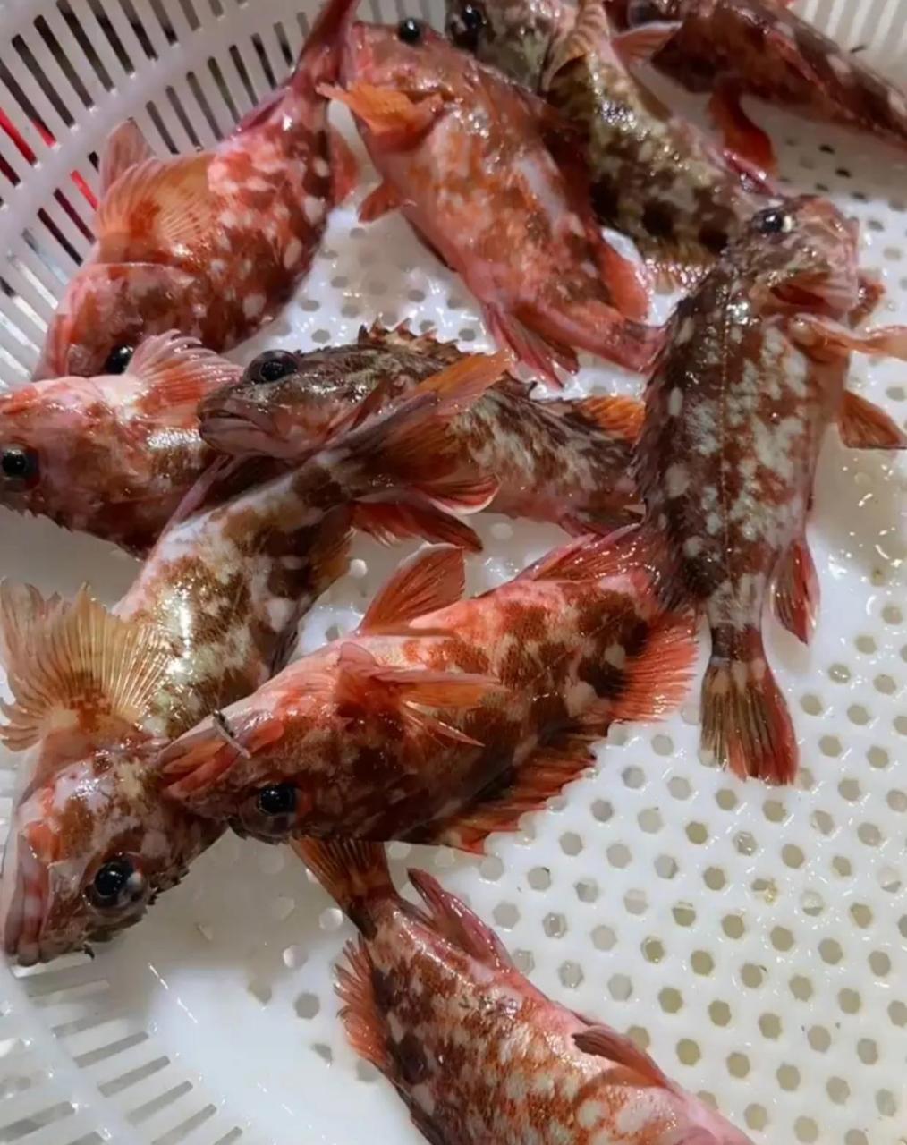 虎头鱼全身80%呈桔红色,犹如身披晚霞,体侧有多条不规则暗