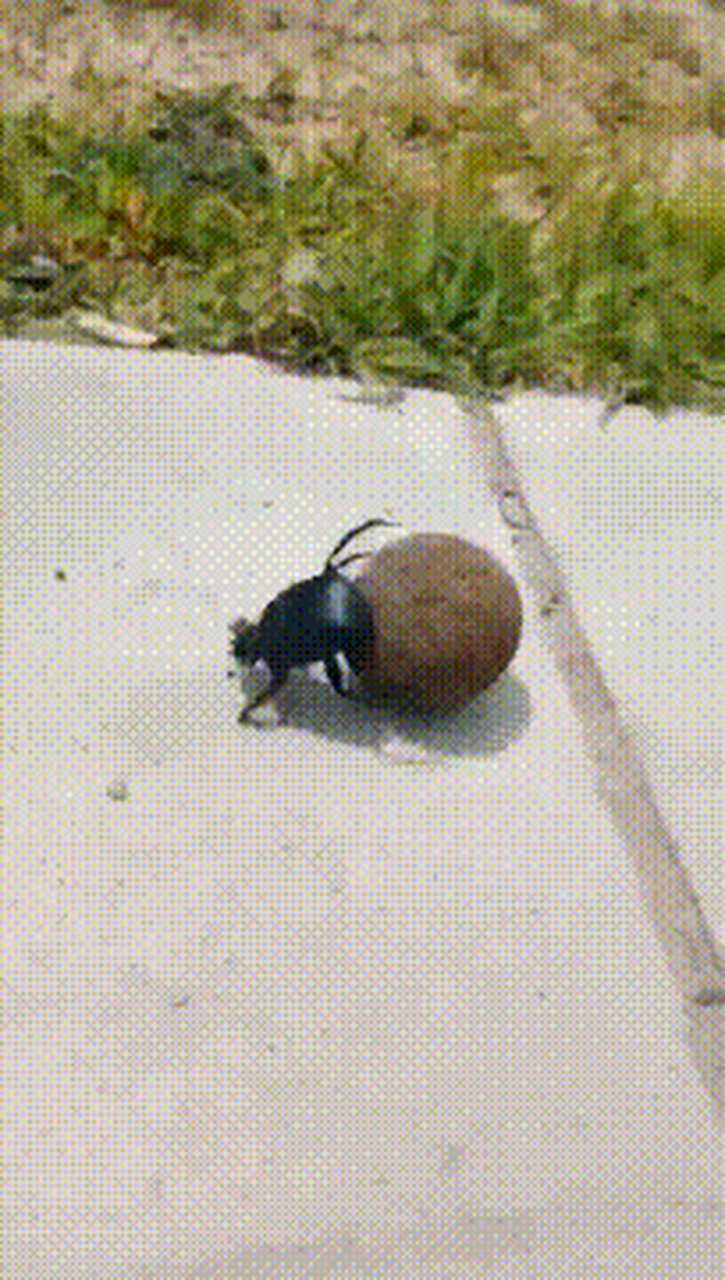 搞笑gif动图:搞笑第一张屎壳郎:现在世界太干净了,想要弄这样一个球太