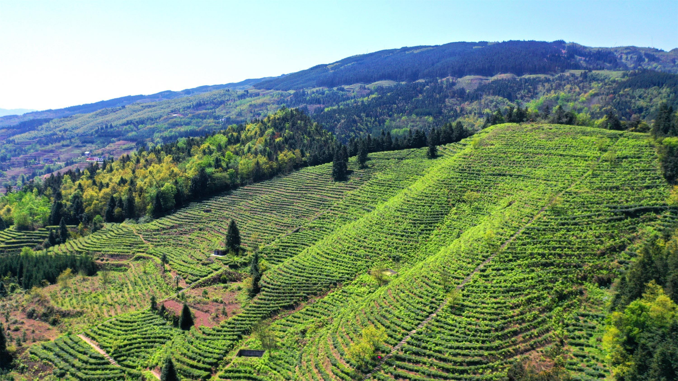 古蔺牛皮茶:春茶开采期比当地群体品种早7-10天,新梢伸育力强,茶芽