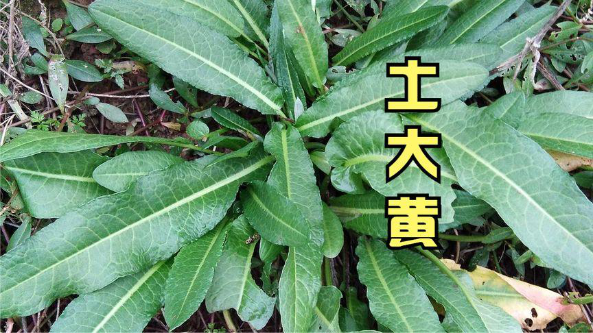 它就是土大黄,又叫血三七,金不换,救命王等,根叶都能入药.