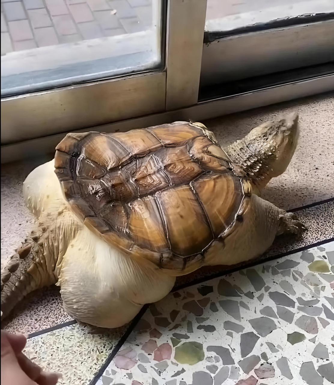 第一次见这么肥的乌龟.该减肥了吧