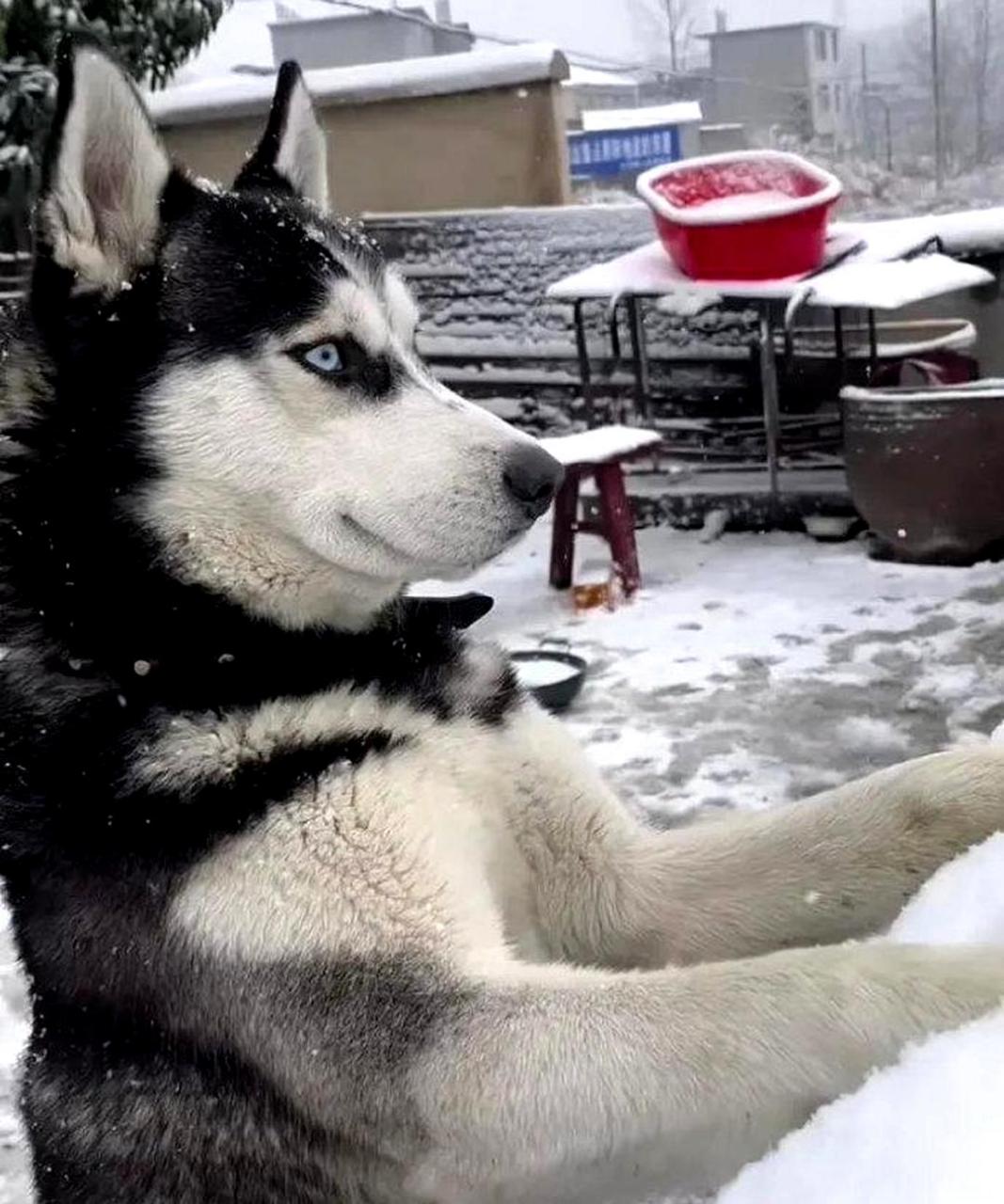 哈士奇露出了绅士般的笑容!