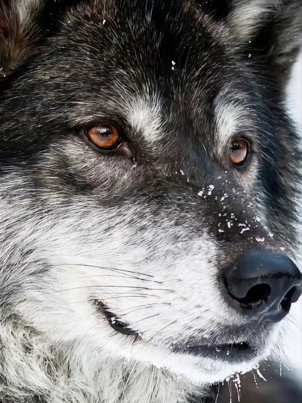 一种没人能拒绝的忠诚又孤傲的物种——狼 有关狼的文化从古至今一直