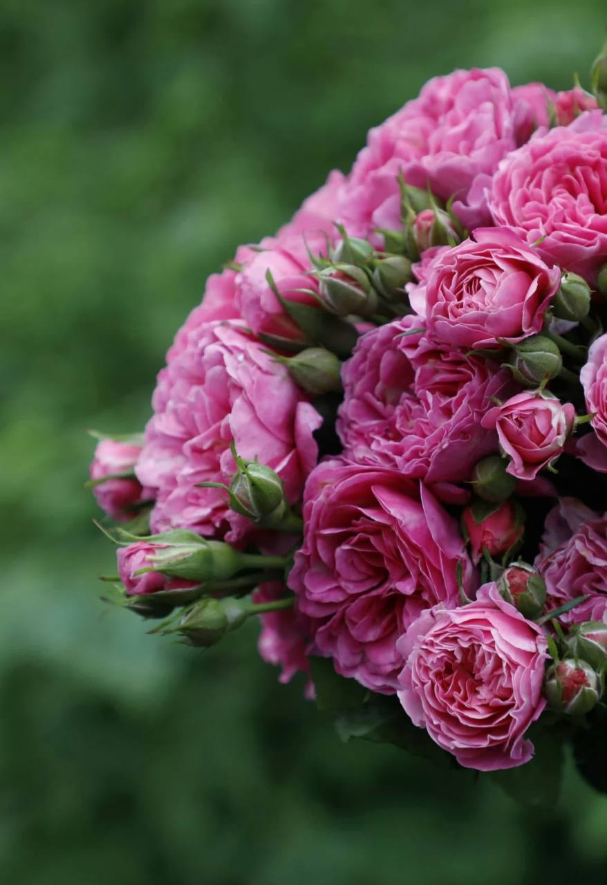 花卉壁纸|重瓣玫瑰|盛开的花朵?