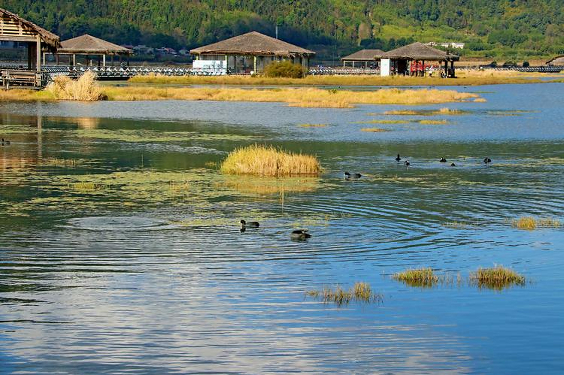 腾冲北海湿地,是我国唯一的高原火山堰塞湖浮毯湿地.  这里有广袤无垠