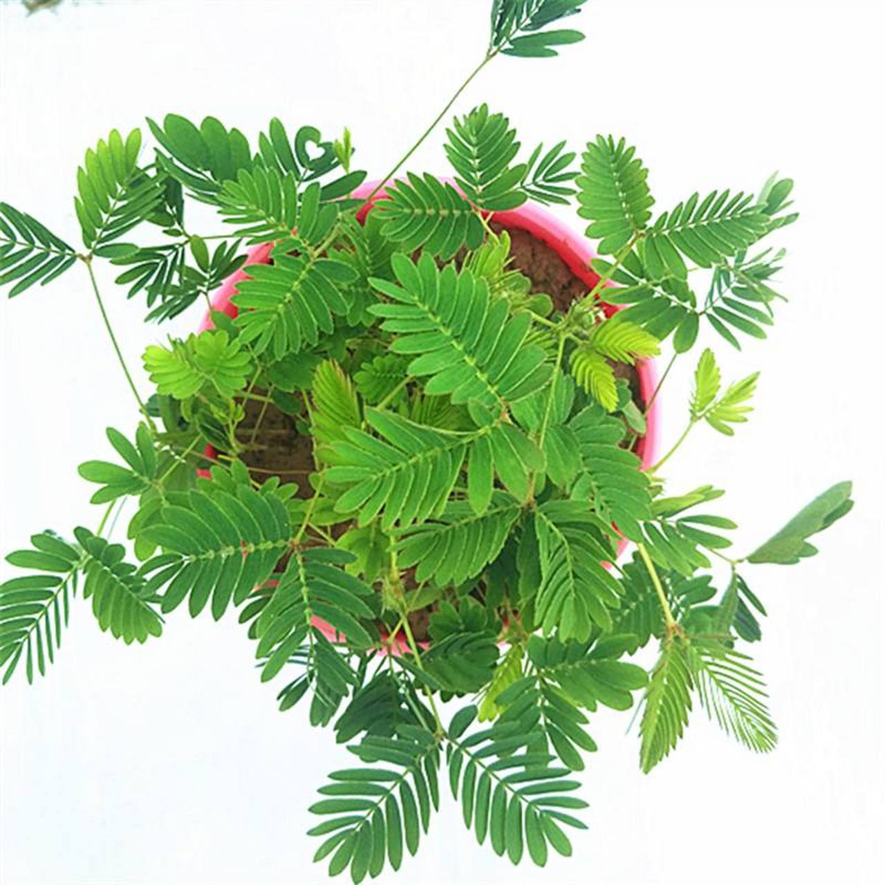 为大家介绍一种常见的室内养殖的绿植-含羞草.