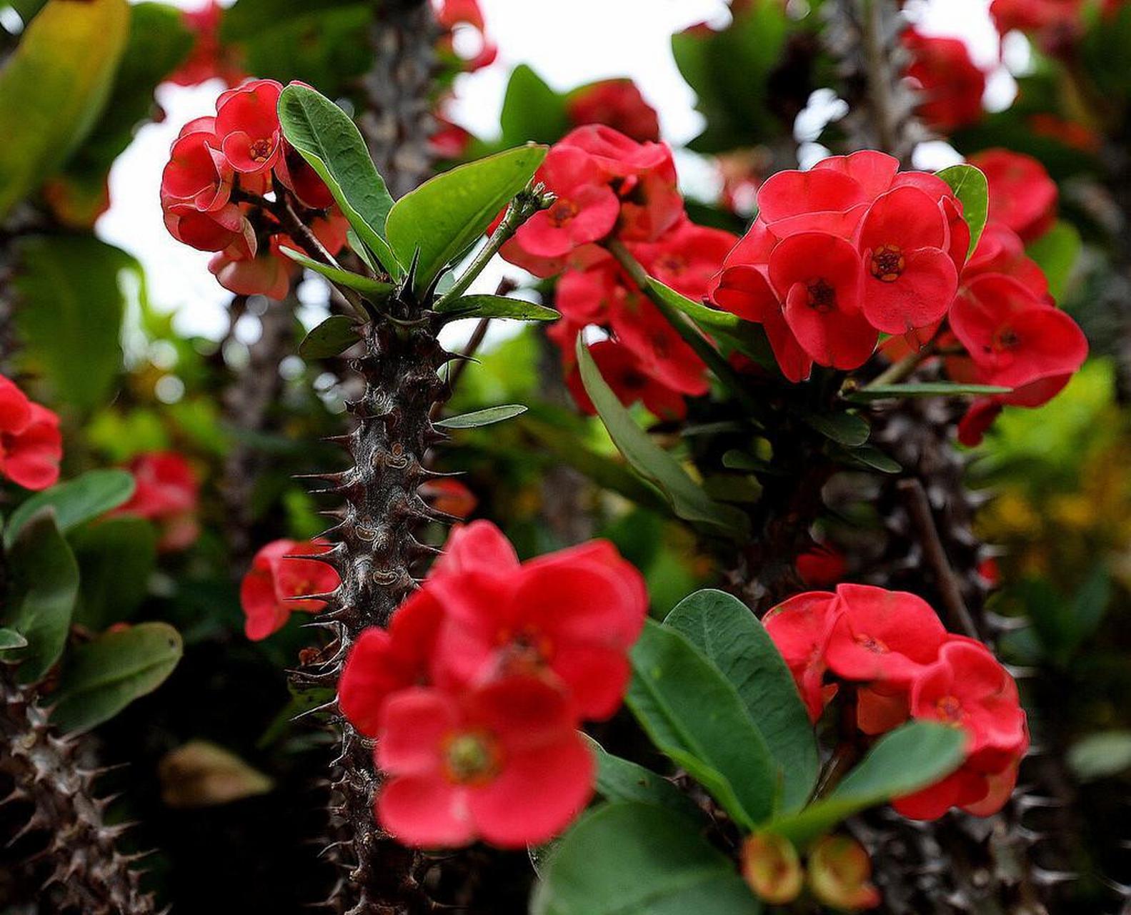 [樱花]虎刺梅在生活中很常见,它是一种真正能365天都开花的植物,叶片