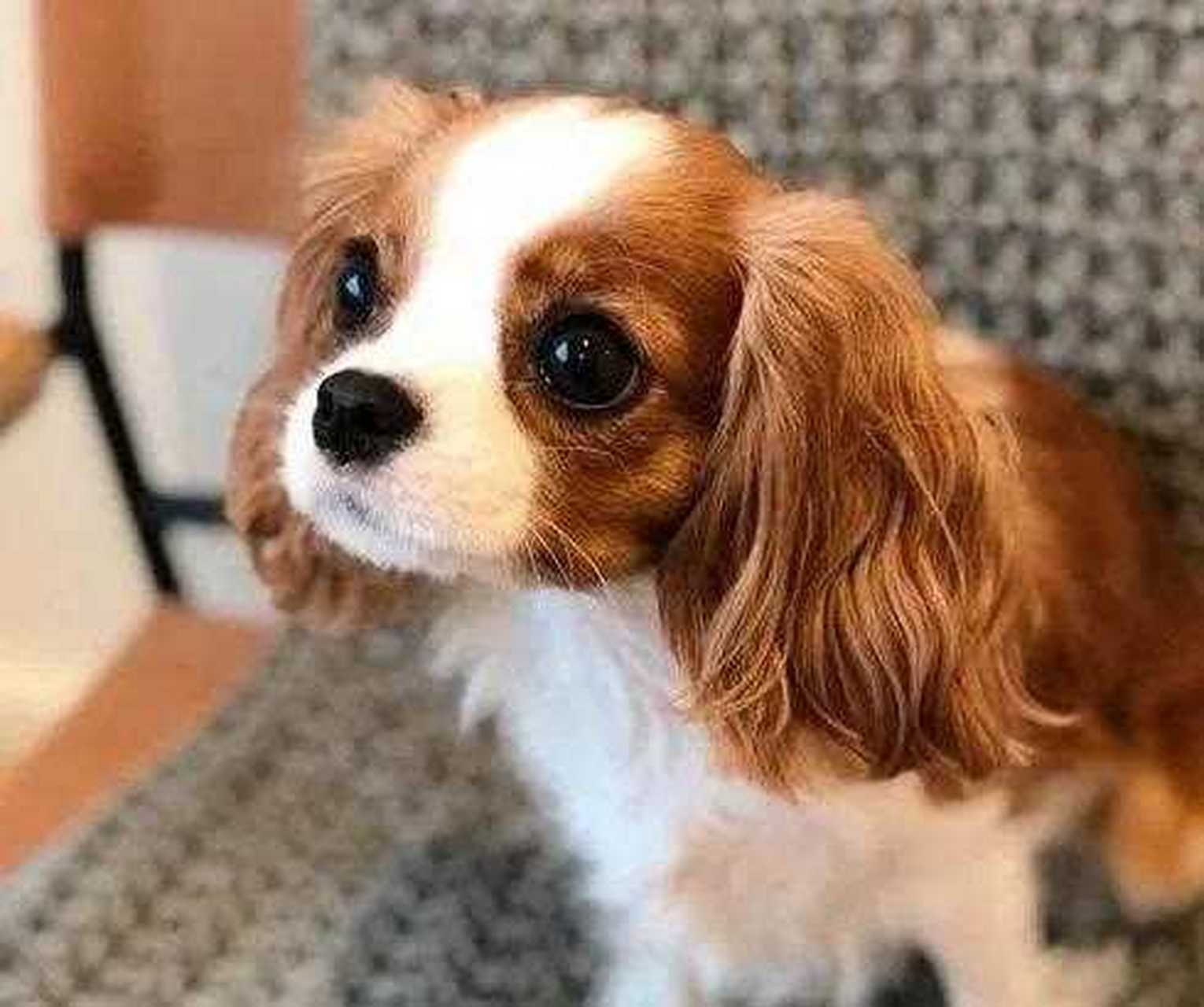 查理王小猎犬,这个动画片里经常出现的可爱狗狗,也是很听话的狗狗之一