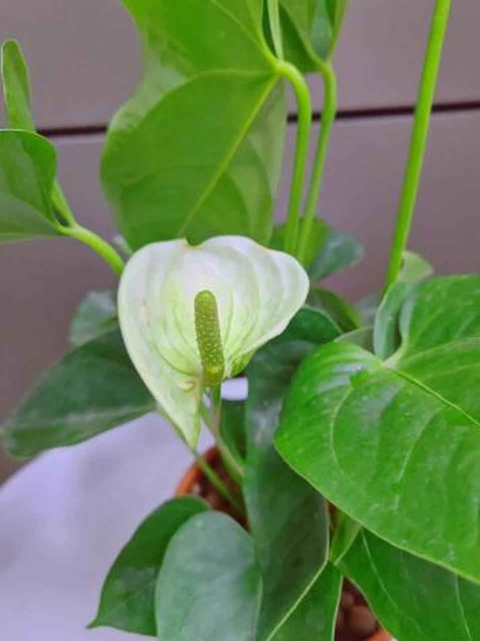 白鹤芋又名白掌,一帆风顺,白鹤芋是一种常绿多年生草本植物,典型的