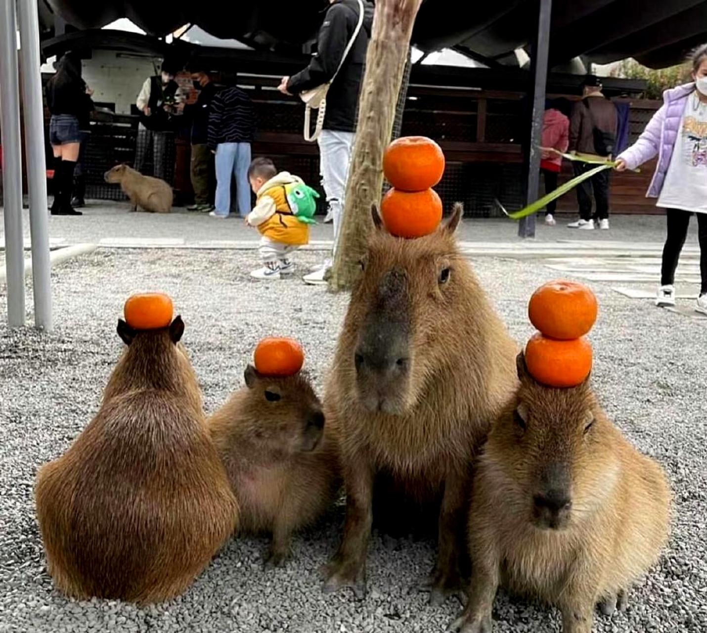 推荐养水豚作为新型宠物.