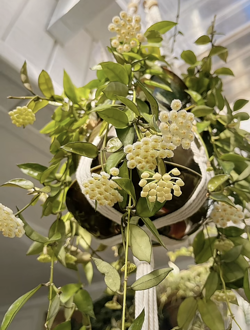 —裂瓣球兰,一种耐阴性不错的常绿藤本植物,对光照