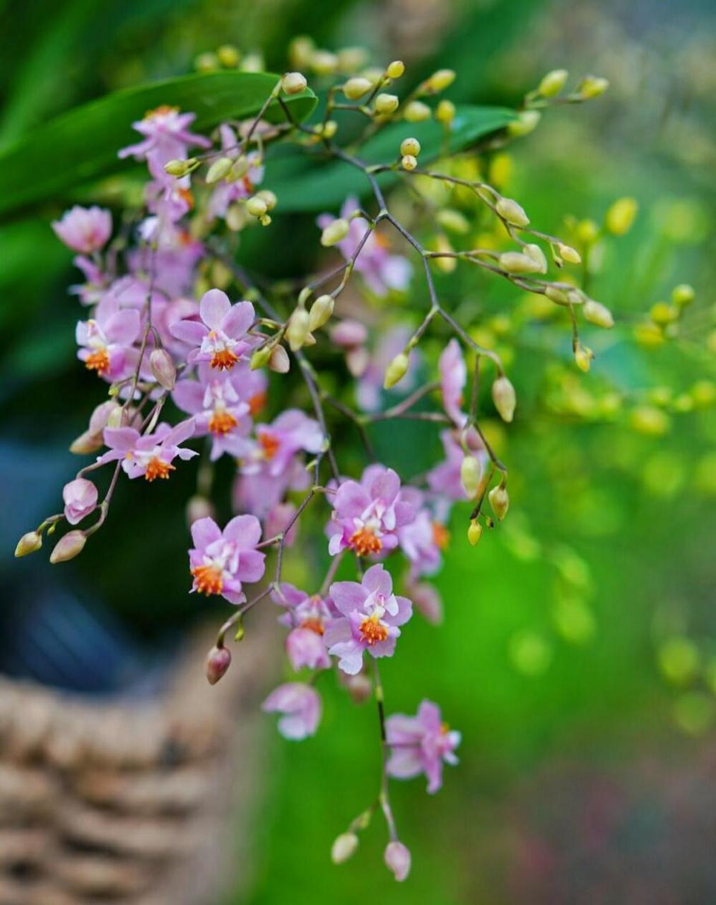 迷你文心兰"梦香"系列,有着精致迷人的小花,轻盈摇曳的姿态,甜美可口